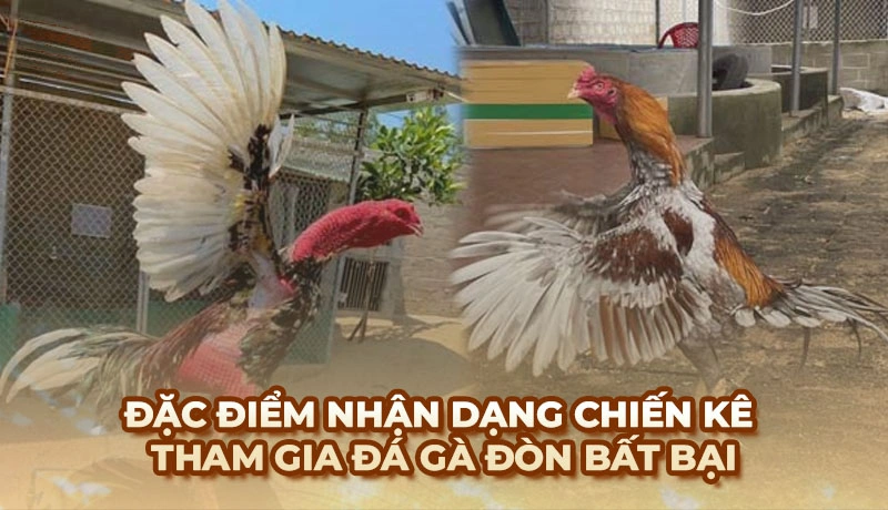 Đặc điểm nhận dạng chiến kê tham gia đá gà đòn bất bại