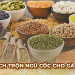 Ngũ cốc cho Gà Đá: Công thức trộn thức ăn đầy đủ dinh dưỡng